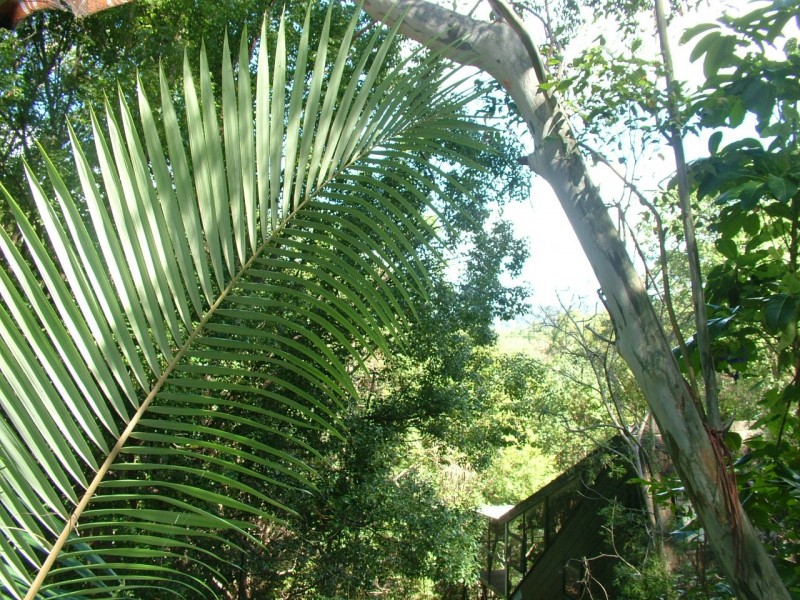 5/13 Tanglewood Drive, Cabarita Beach NSW 2488