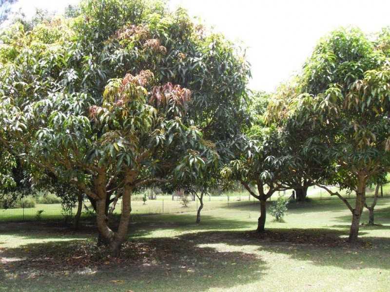 36 Yandala Place, Clothiers Creek NSW 2484