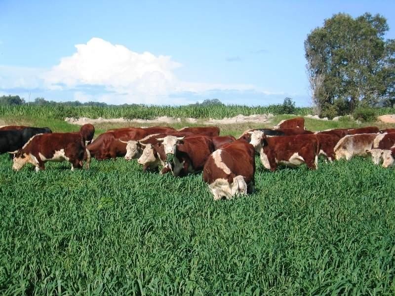 1006 Clothiers Creek Road, Clothiers Creek NSW 2484