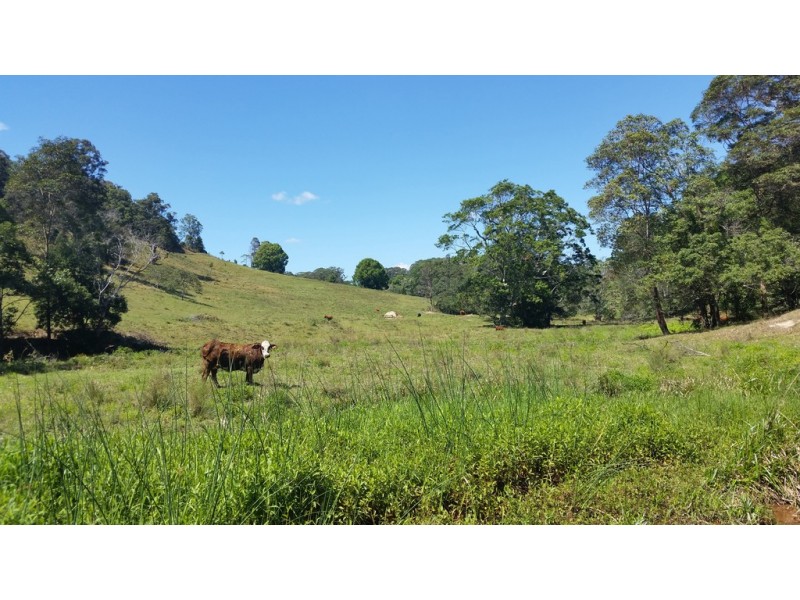 61 Kanes Road, Cudgera Creek NSW 2484
