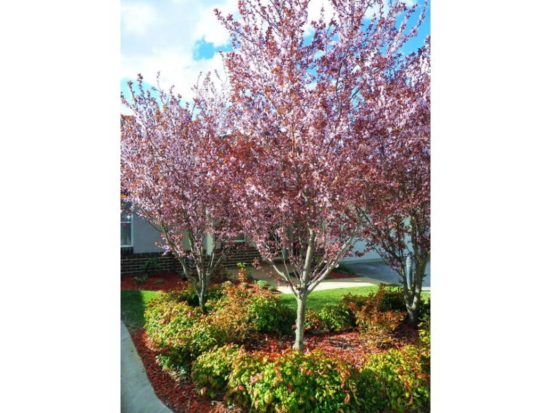 Bowral NSW 2576