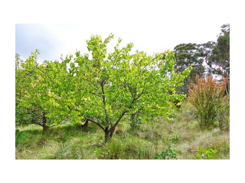 Canyonleigh NSW 2577