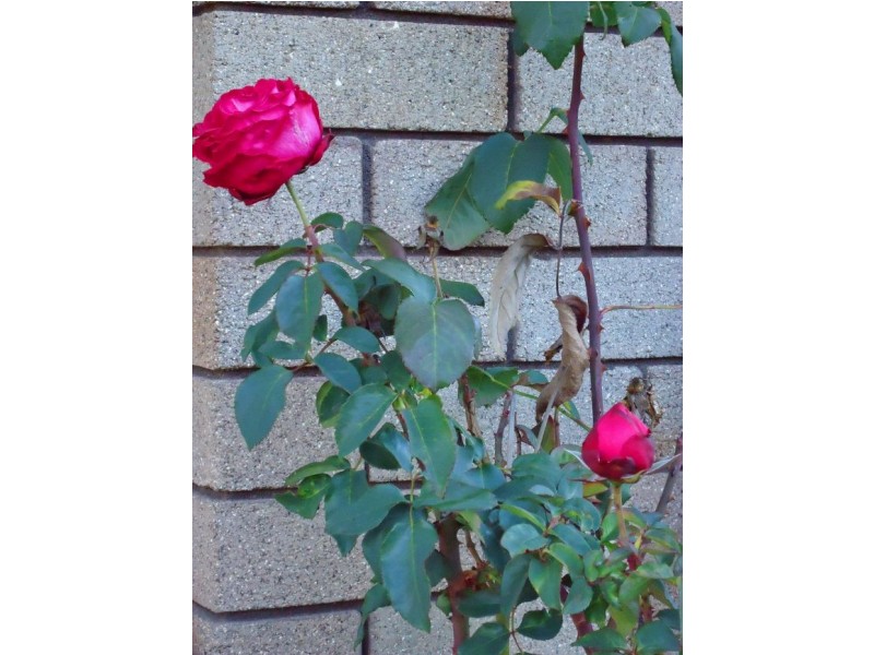 22 Thompson Street, Bowral NSW 2576