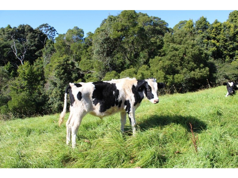 Kangaloon NSW 2576