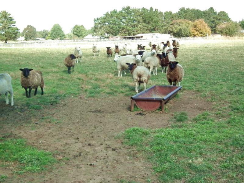 Sutton Forest NSW 2577