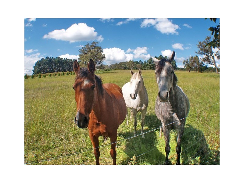 Paddys River NSW 2577