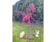 Bowral NSW 2576
