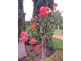 Bowral NSW 2576
