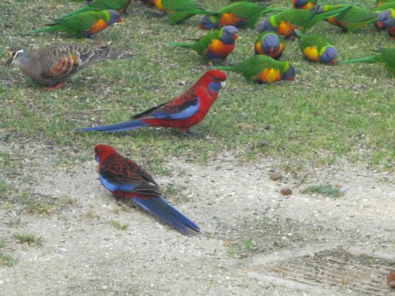 61-63 Sixth Avenue North, Paradise Beach VIC 3851