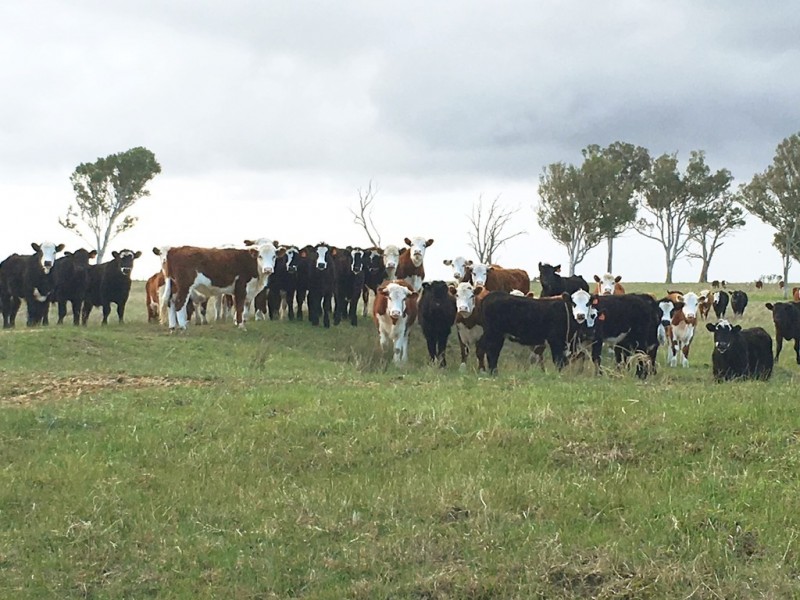 Perry Bridge VIC 3862