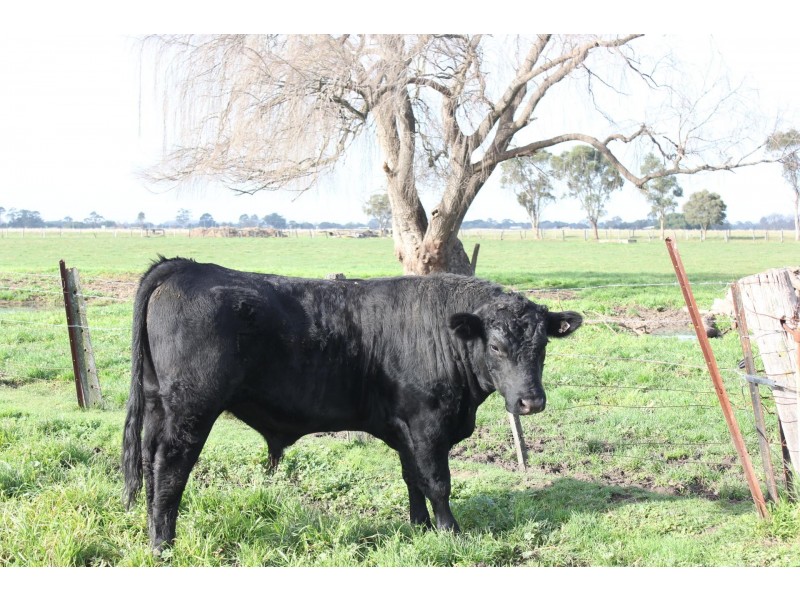 Lot 2 Yuill Road, Bundalaguah VIC 3851