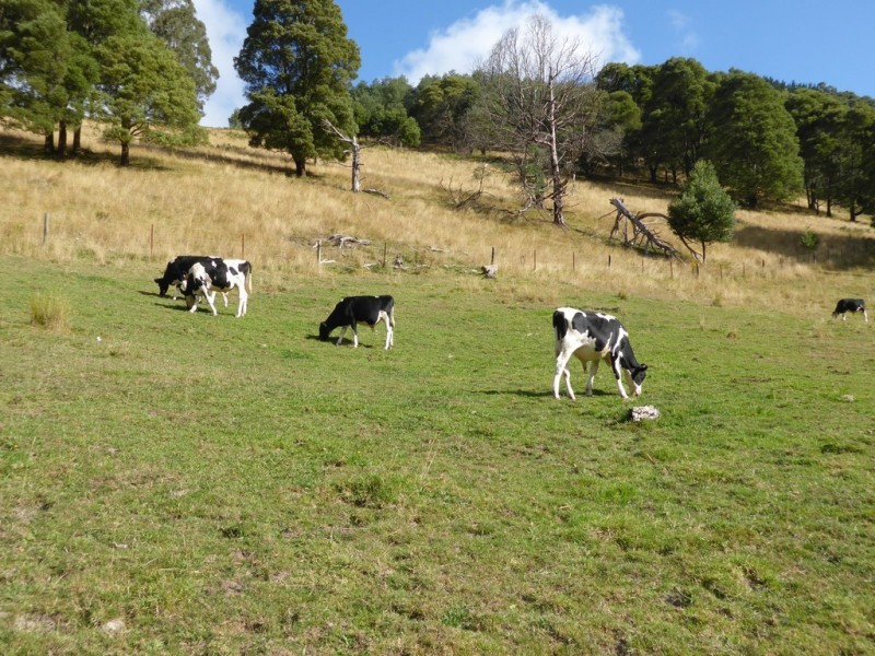 0 Tarra Valley Road, Tarra Valley VIC 3971