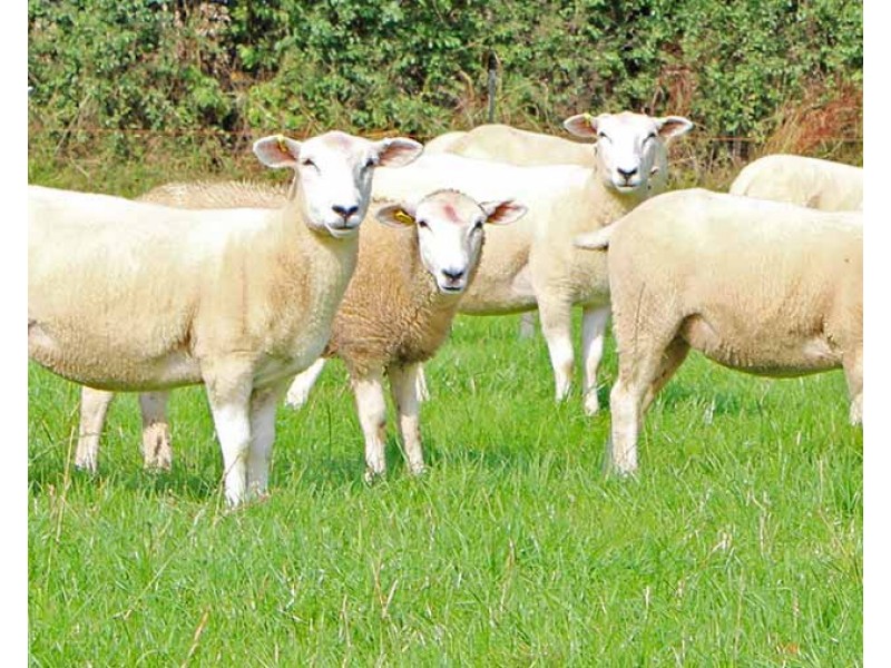 173 Pattersons Road, Woodside VIC 3874