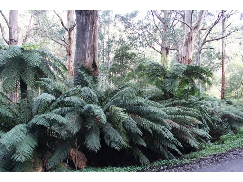 1661 Bulga Park Road, Balook VIC 3971