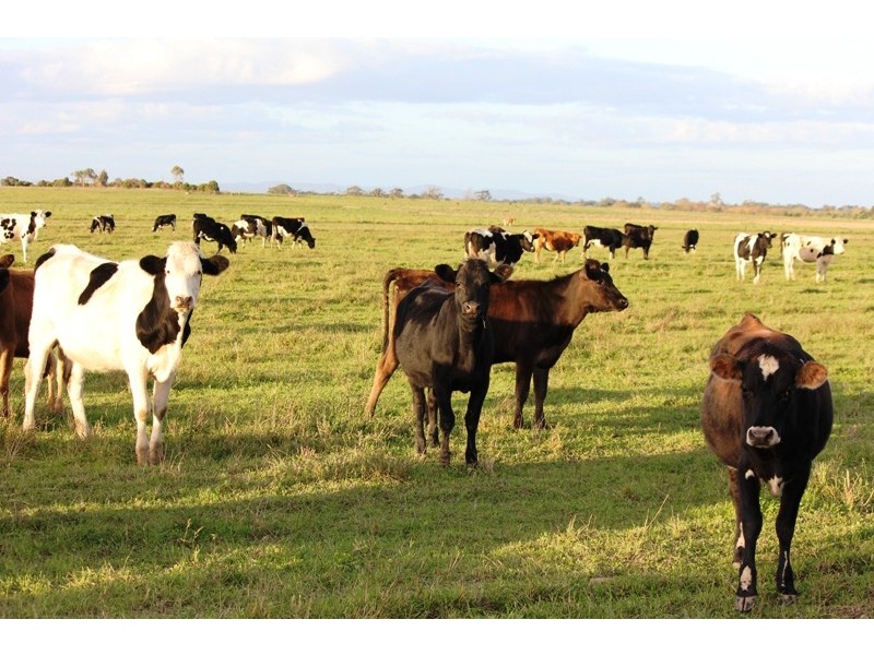 Lot 1 224 Hagans Road, Airly VIC 3851