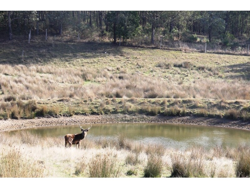 5345 Dargo Road, Dargo VIC 3862