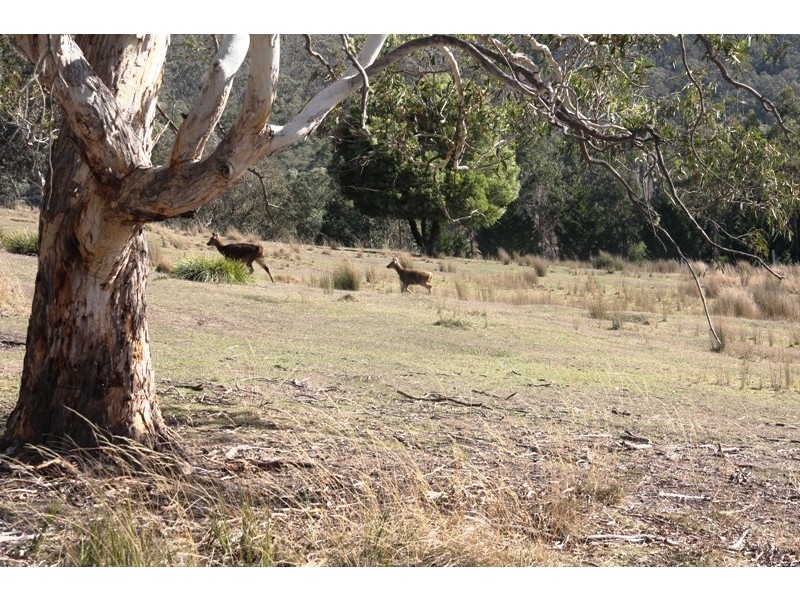 5345 Dargo Road, Dargo VIC 3862