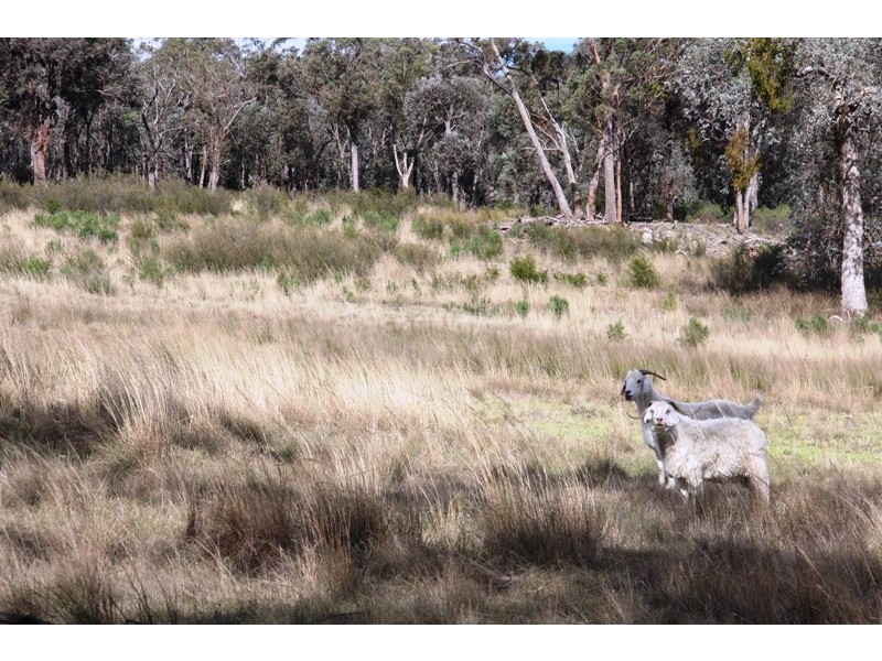 368 Back Wombat Road, Valencia Creek VIC 3860