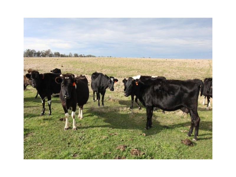 320 Glenadale, Fernbank VIC 3864