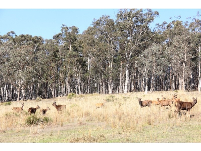 5345 Dargo Road, Cobbannah VIC 3862