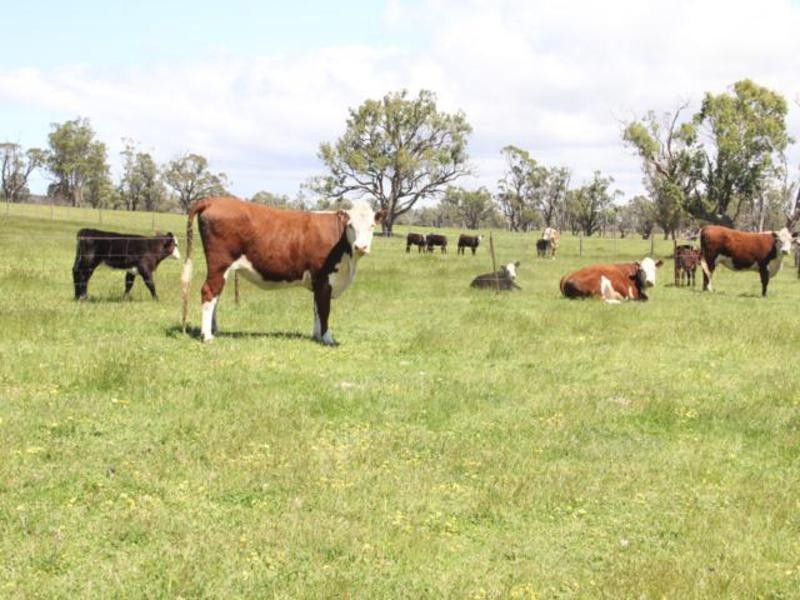 803 Hawkins Road, Longford VIC 3851