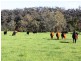 138 Mertonvale Road, Willung VIC 3847