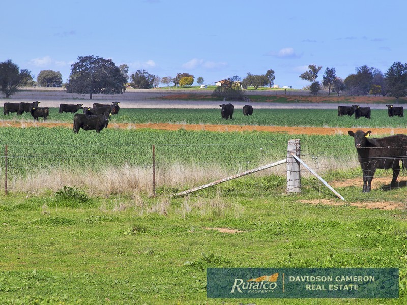 63 Phillip Lane, Tamworth NSW 2340