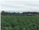 Duntroon 348 Loomberah Road, Tamworth NSW 2340
