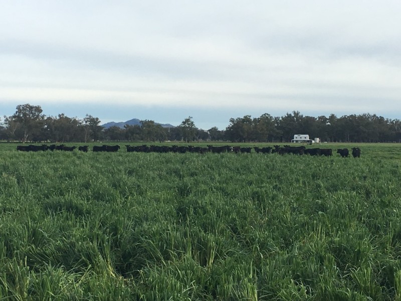 Duntroon 348 Loomberah Road, Tamworth NSW 2340