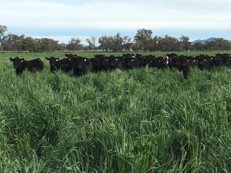 Duntroon 348 Loomberah Road, Tamworth NSW 2340