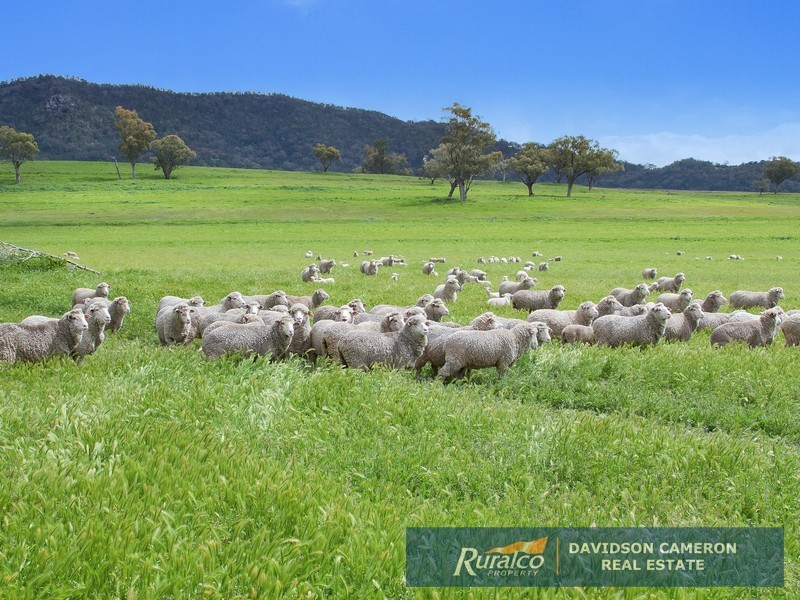 Wolli 2006 Old Winton Road, Tamworth NSW 2340