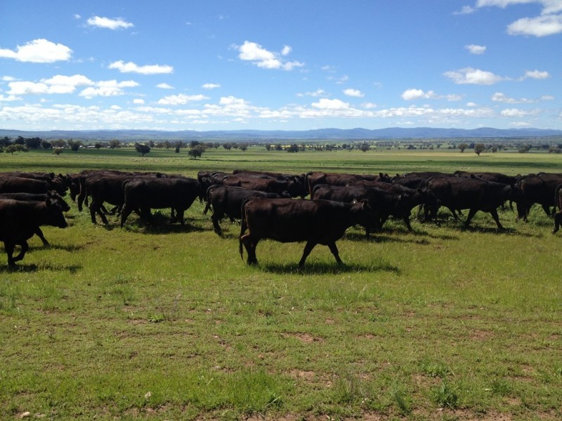 Wolli 2006 Old Winton Road, Tamworth NSW 2340