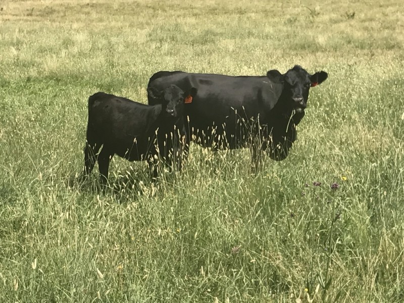 1969 Crawney Road, Murrurundi NSW 2338