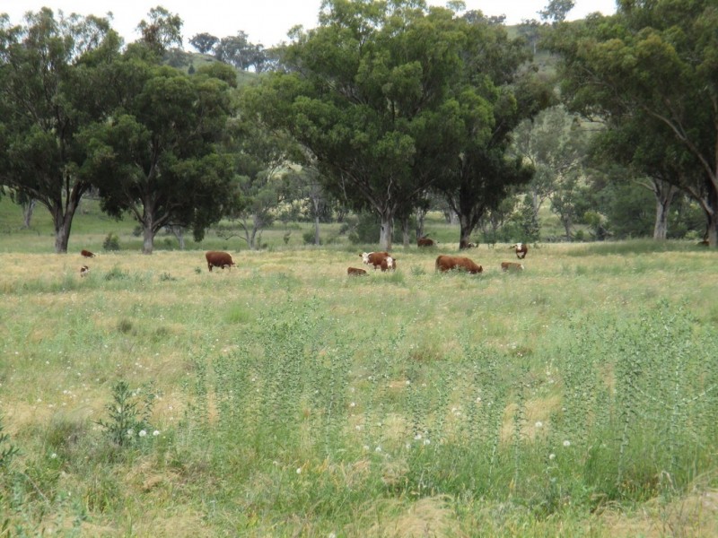 The Pines 1563 Wimborne Road, Manilla NSW 2346