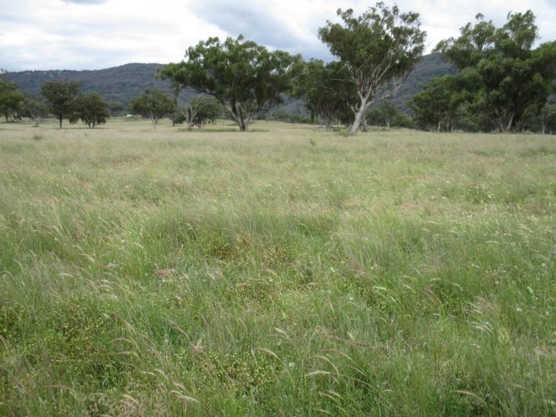 The Pines 1563 Wimborne Road, Manilla NSW 2346