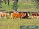 “Chelsea” 952 Halls Creek Road, Manilla NSW 2346