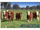 “Roslyn” 100 Leys Road, Piallaway NSW 2342