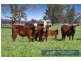 “Roslyn” 100 Leys Road, Piallaway NSW 2342