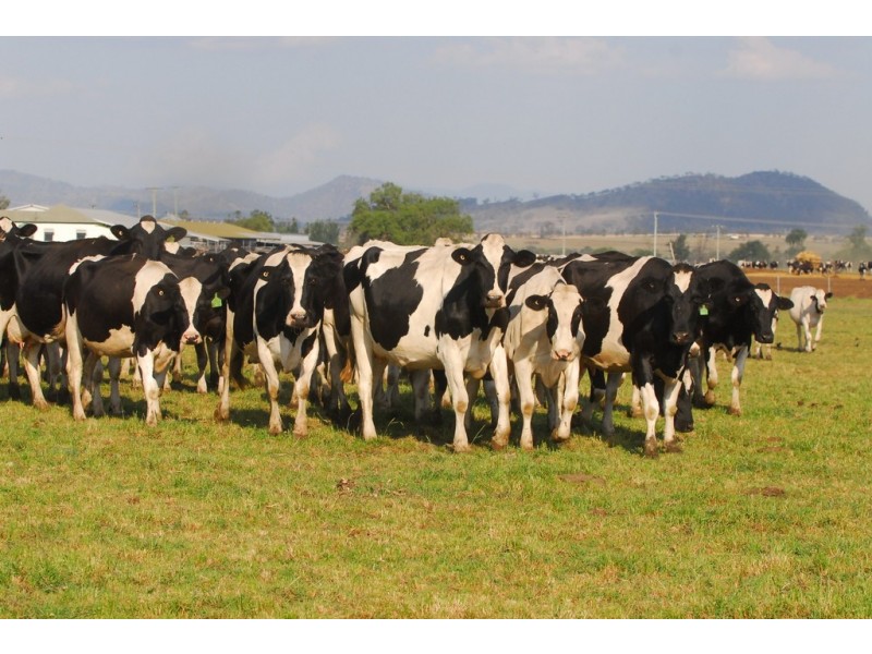 Narelle Park Segenhoe Road, Aberdeen NSW 2336