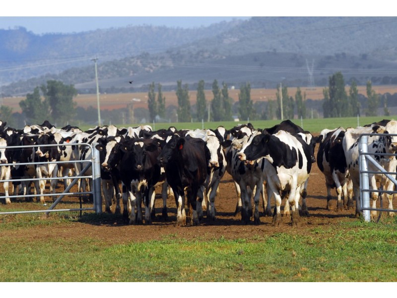 Narelle Park Segenhoe Road, Aberdeen NSW 2336