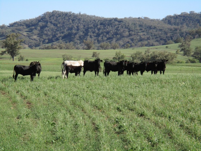 1855 Duri Winton Road, Winton, Tamworth NSW 2340