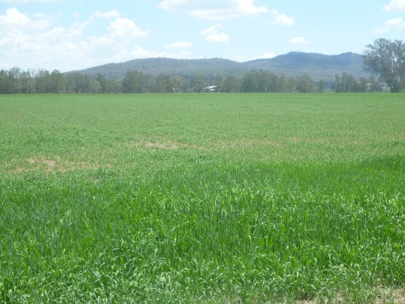 315 Taylors Lane, Quirindi NSW 2343