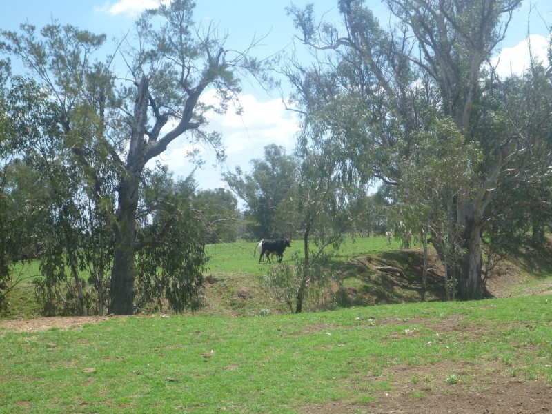 315 Taylors Lane, Quirindi NSW 2343