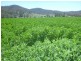1714 Nundle Road, Dungowan NSW 2340