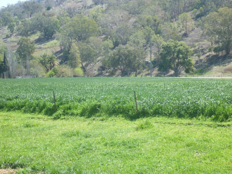 1714 Nundle Road, Dungowan NSW 2340