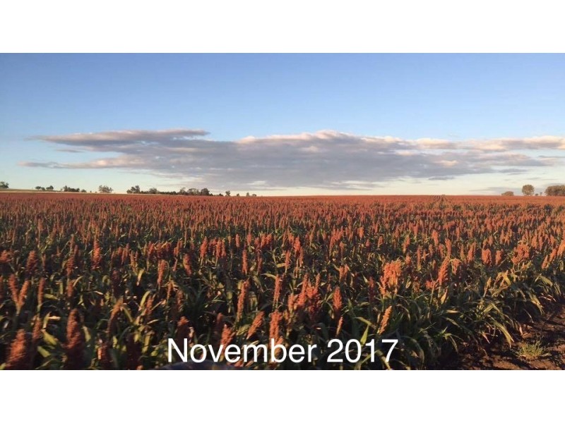 Karamea 443 Irragappa Road, Bellata NSW 2397