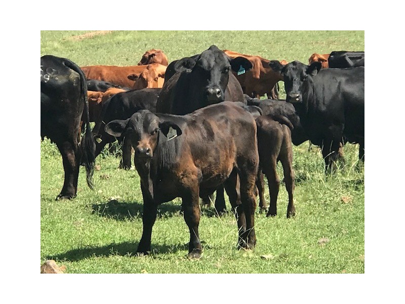 298 Drains Lane, Tamworth NSW 2340