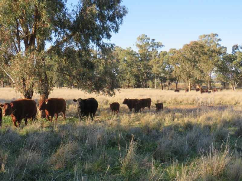 Hazeldene 319 Bayliss Lane, Tamworth NSW 2340