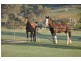 Glen Idle 1004 Wollun Road, Walcha NSW 2354
