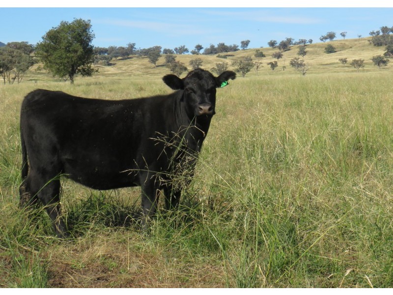 Wattledale 877 Swinging Ridges Road, Warrah Creek NSW 2339